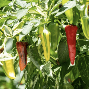 Ripe and unripe chili peppers growing on a plant in sunlight.